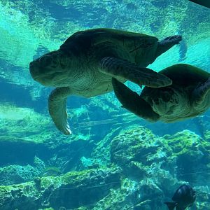 Olive Ridley and Green Sea Turtle, Turtle Trek