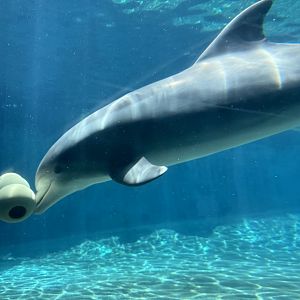 Bottlenose Dolphin playing with dog toy, Key West