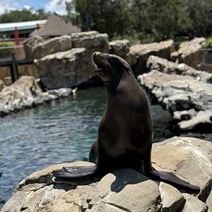 California Sea Lion, Pacific Point