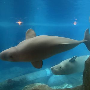 Samson and Kenai Beluga Whales