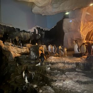 Antarctica Emperor of the Penguin, window view