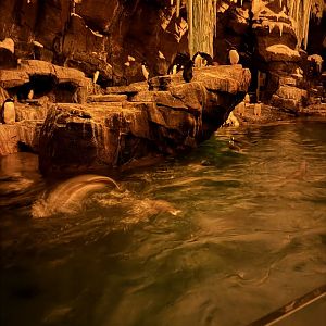 Antarctica Emperor of the Penguin, inside view
