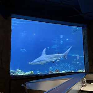 Great Hammerhead, shark aquarium restaurant view