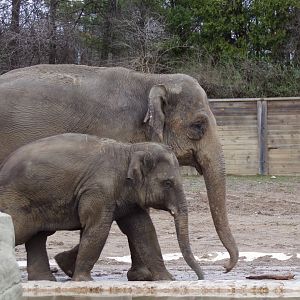 Asian Elephants, Phoebe and calf Frankie