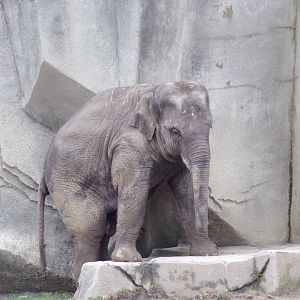 Asian Elephant calf, Frankie, over 2.5 yrs old