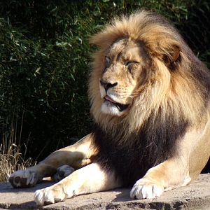 African Lion, John