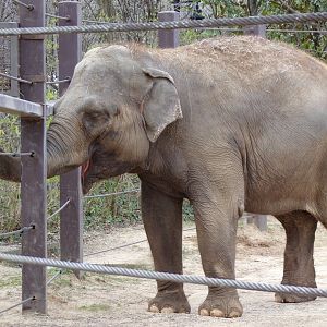 Asian Elephant, Jati