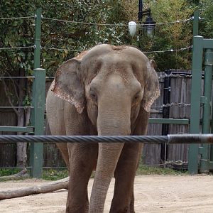 Asian Elephant, Mai Thai