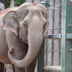 Asian Elephant, Mai Thai