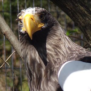 Stellar's Sea Eagle