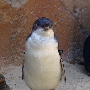 Little Blue Penguin