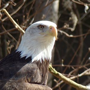 Bald Eagle