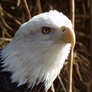 Bald Eagle close-up