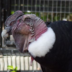 Andean Condor