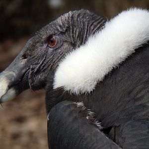Andean Condor