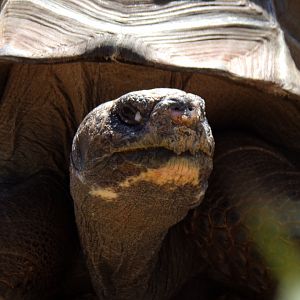 Young Galapagos Tortoise