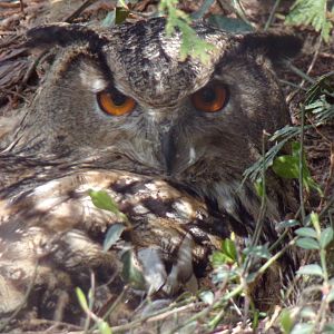 Eurasian Eagle Owl