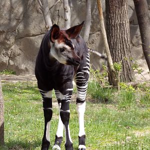 Baby Okapi, Mokonzi