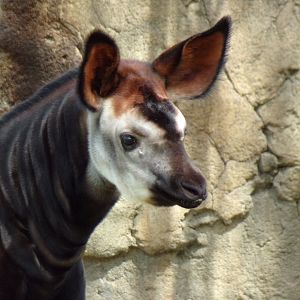 Baby Okapi, Mokonzi