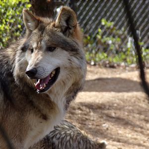 Mexican Wolf