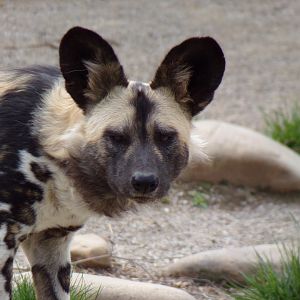 African Wild Dog