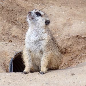 Meerkat