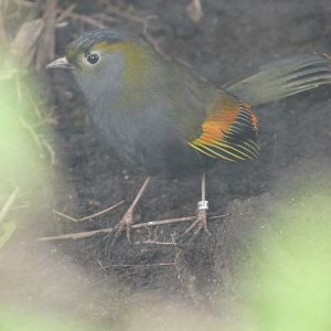 Emei Shan Liocichla - Chester Zoo - 02.02.24