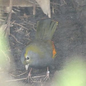 Emei Shan Liocichla - Chester Zoo - 02.02.24