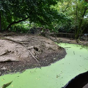 Roe Deer exhibit (view from the Kingfisher exhibit's tunnel)