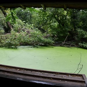 native wildlife habitat (from Kingfisher's exhibit viewing tunnel)