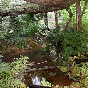 Common Kingfisher exhibit