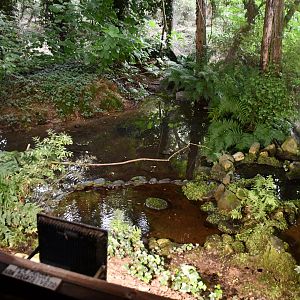 Common Kingfisher exhibit