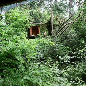 Egyptian Vulture exhibit