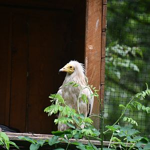 Egyptian Vulture