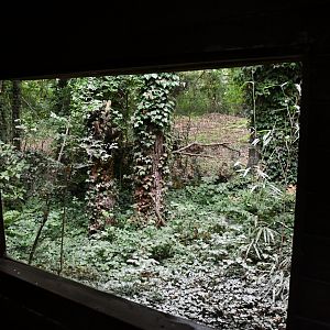 Red-footed Falcon exhibit