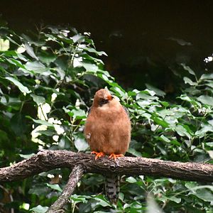 Red-footed Falcon