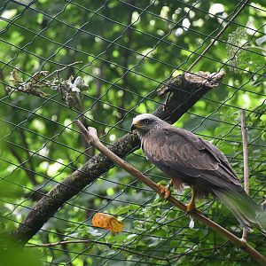 Black Kite