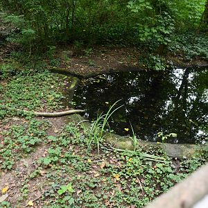European Otter exhibit (no show)