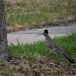 Greater Roadrunner