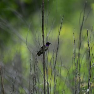 Black-chinned Hummingbird