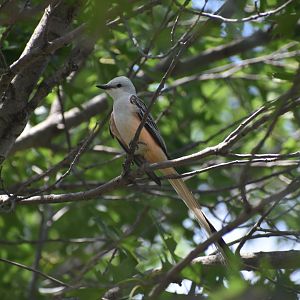 Scissor-tailed Flycatcher