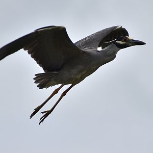 Yellow-crowned Night Heron