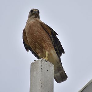 Red-shouldered Hawk