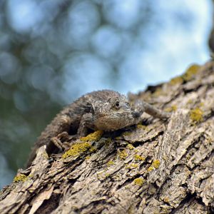 Texas Spiny Lizard