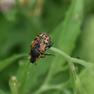 Kern's Flower Scarab