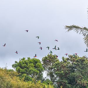 Crimson Rosellas and Australian King-Parrots