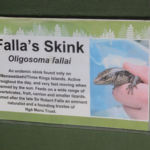 Signage for Oligosoma fallai
