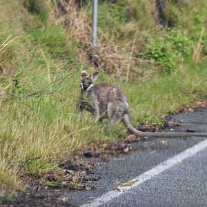 Whiptail Wallaby