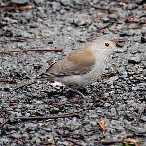 Grey Shrikethrush