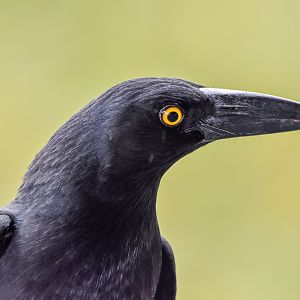 Pied Currawong